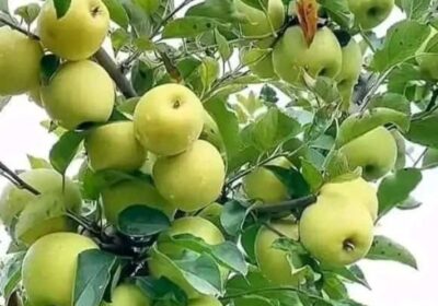 Apple 🍎🍏 🌱🌱 seedling